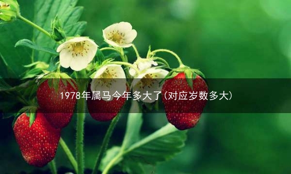 1978年属马今年多大了(对应岁数多大)