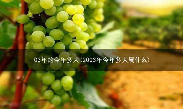 03年的今年多大(2003年今年多大属什么)