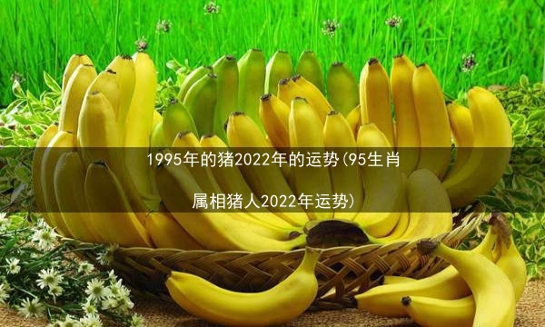 1995年的猪2022年的运势(95生肖属相猪人2022年运势)