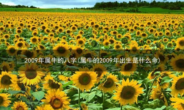 2009年属牛的八字(属牛的2009年出生是什么命)