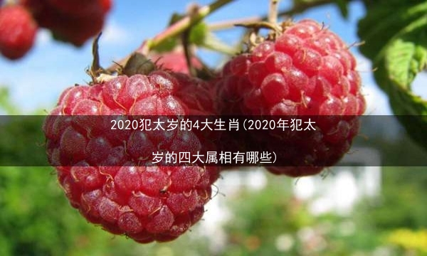 2020犯太岁的4大生肖(2020年犯太岁的四大属相有哪些)