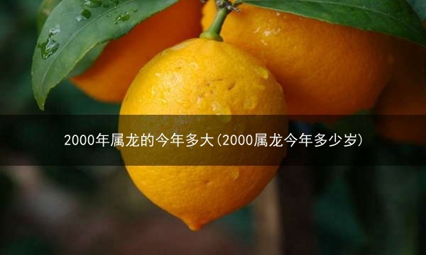 2000年属龙的今年多大(2000属龙今年多少岁)