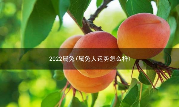 2022属兔(属兔人运势怎么样)