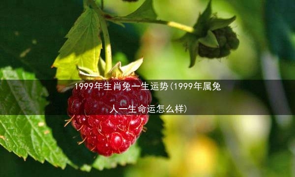 1999年生肖兔一生运势(1999年属兔人一生命运怎么样)