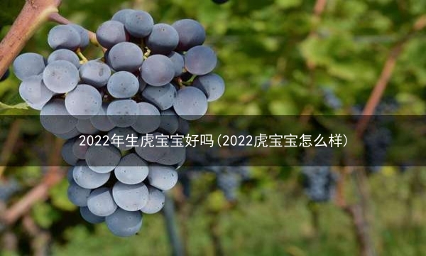 2022年生虎宝宝好吗(2022虎宝宝怎么样)